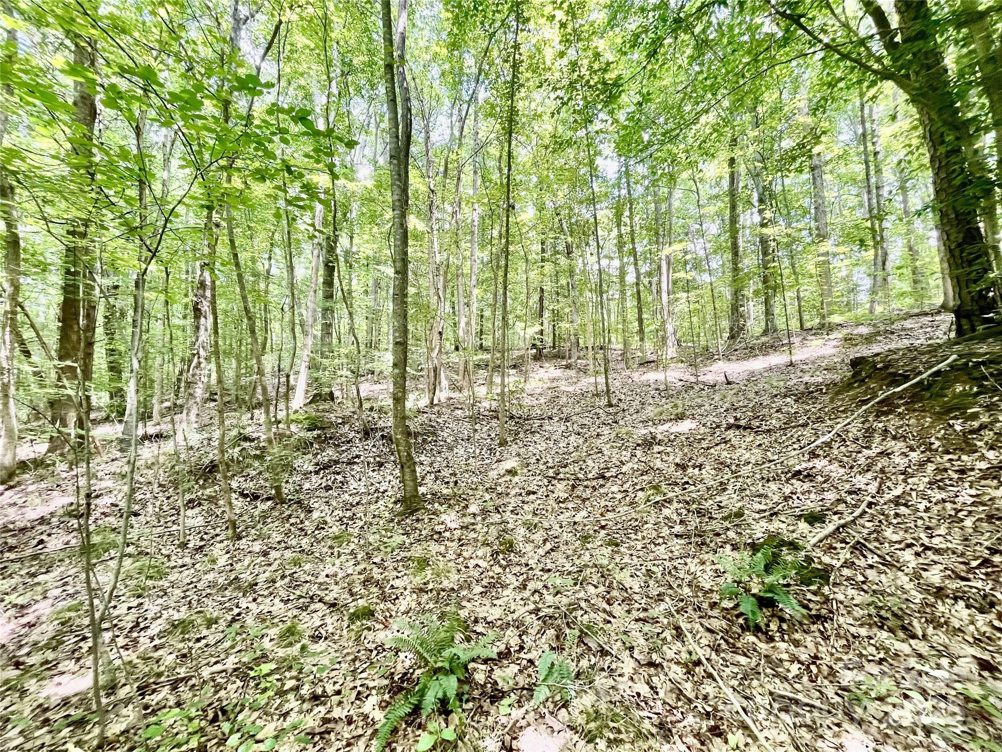 0 Chinquapin Lane Property Photo 14