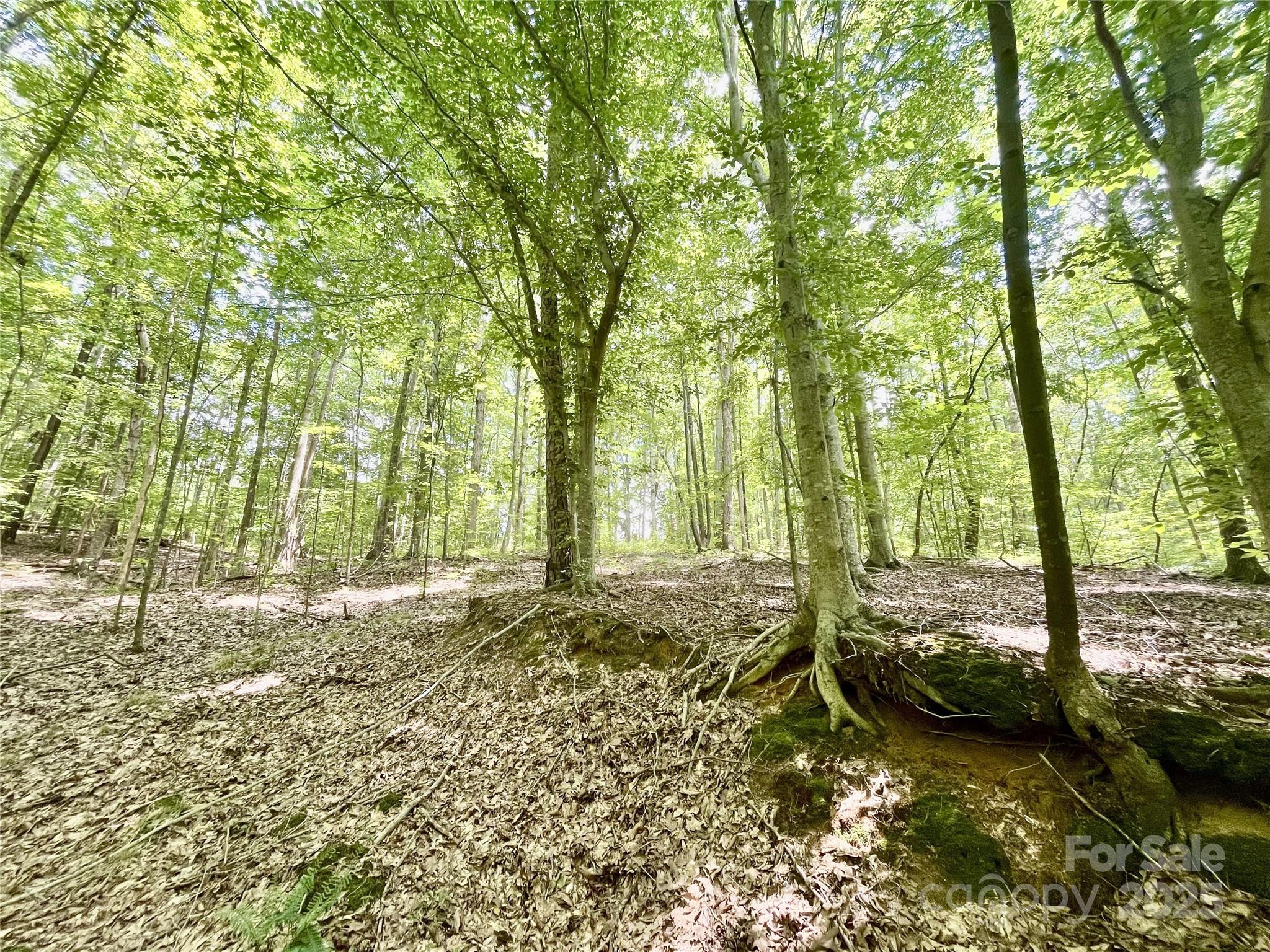 0 Chinquapin Lane Property Photo 15