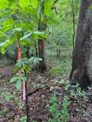 5901 Howard Street Property Photo 7