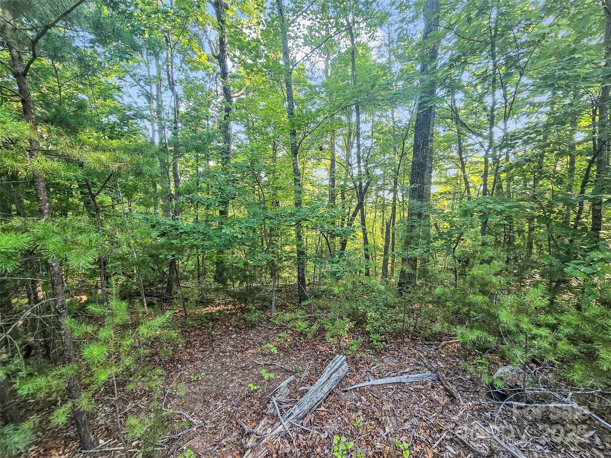0 Forest Country Drive Lot 49 Property Photo 5