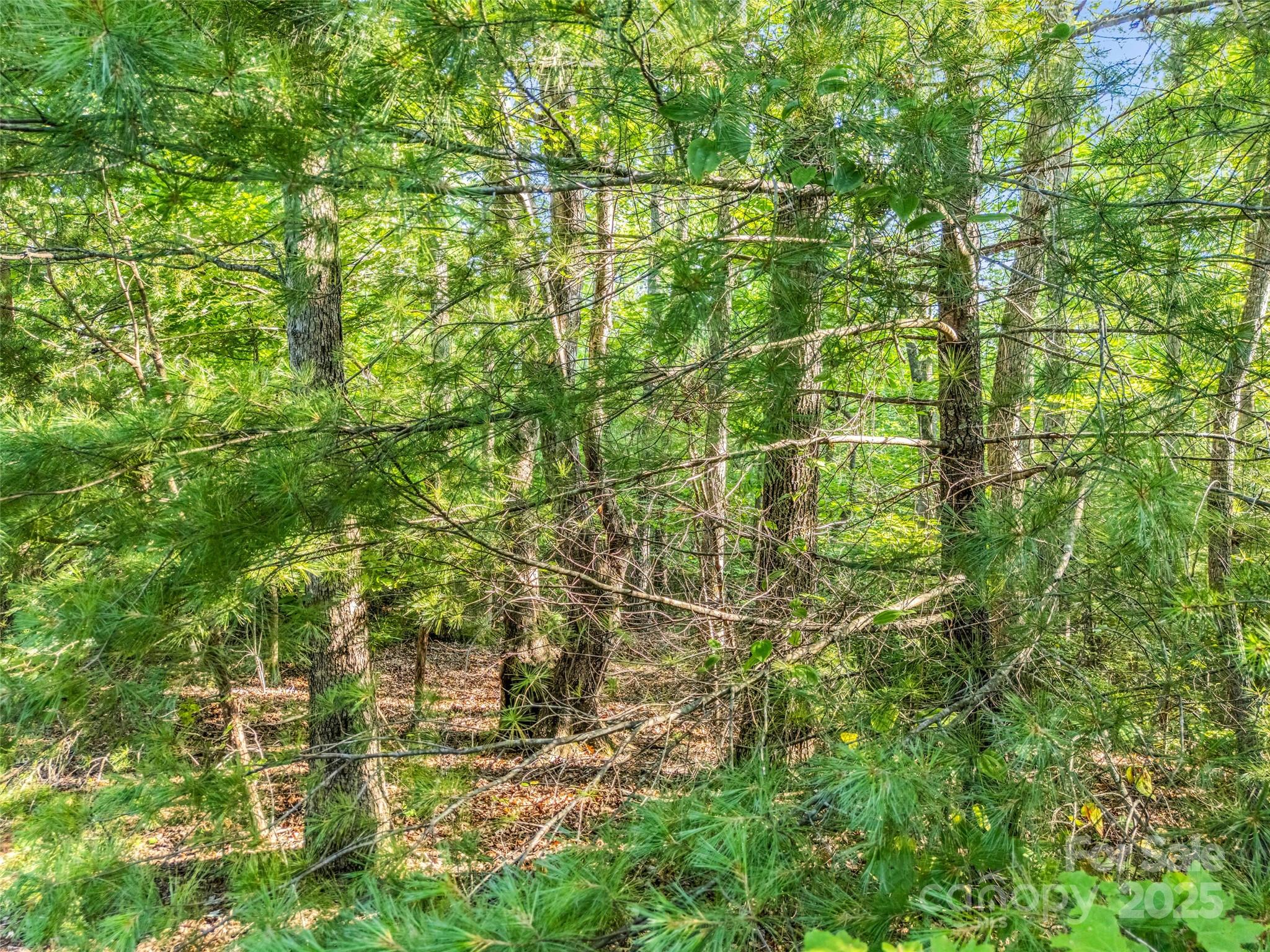 0 Forest Country Drive Lot 49 Property Photo 9