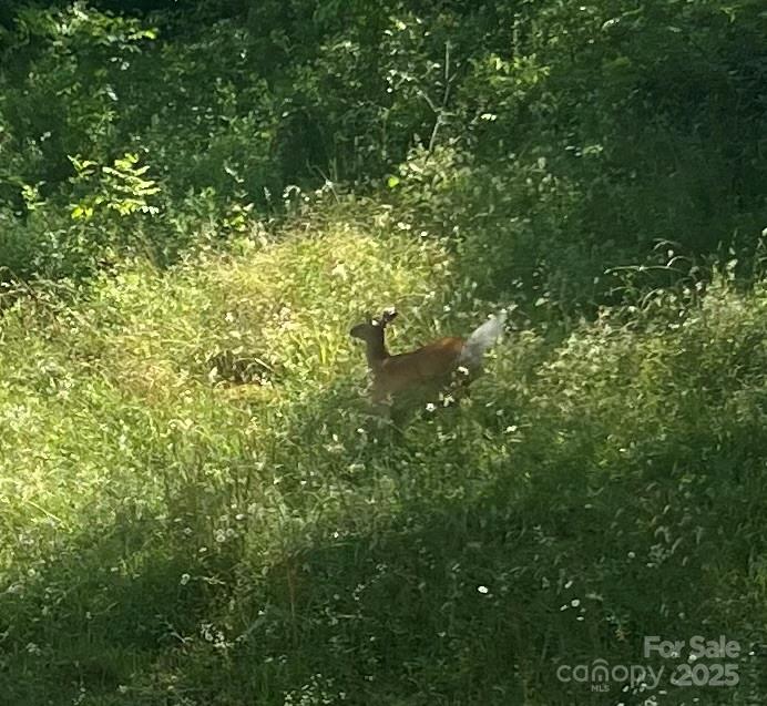 18103 Nc Hwy 194 Highway Property Photo 3