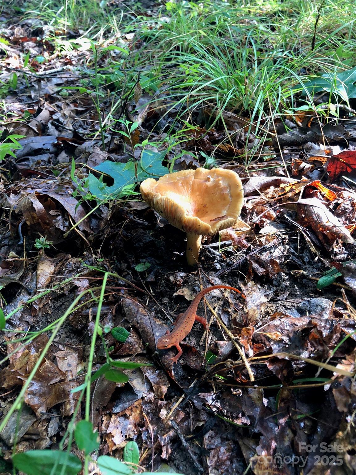 126 And 111 Visionview Way Property Photo 38