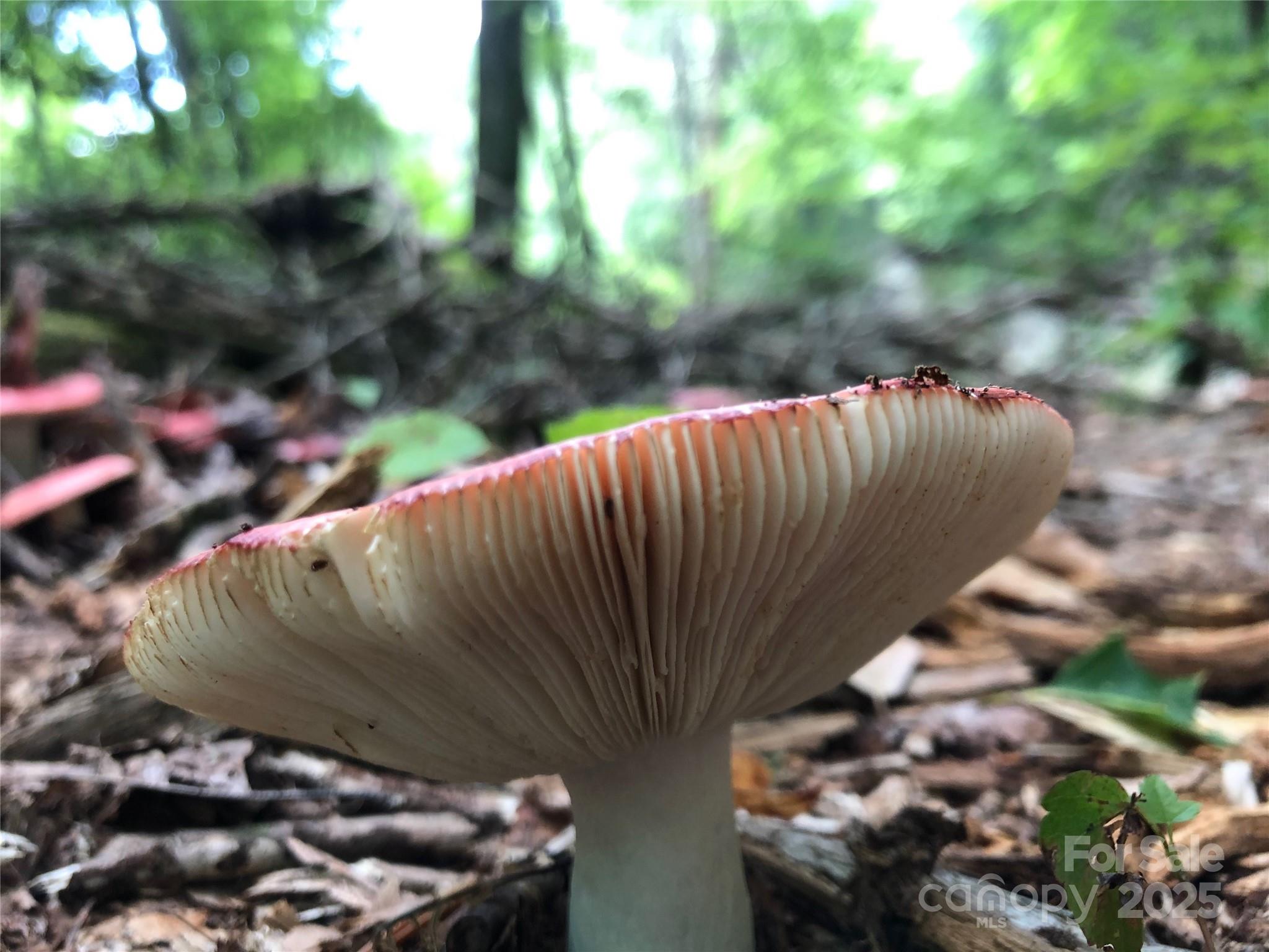 126 And 111 Visionview Way Property Photo 47