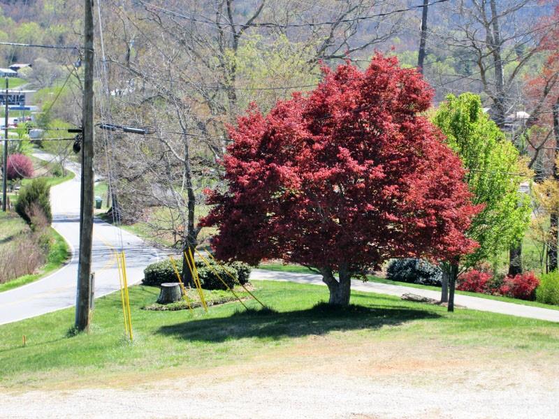 529 Old Newfound Road Property Photo 41