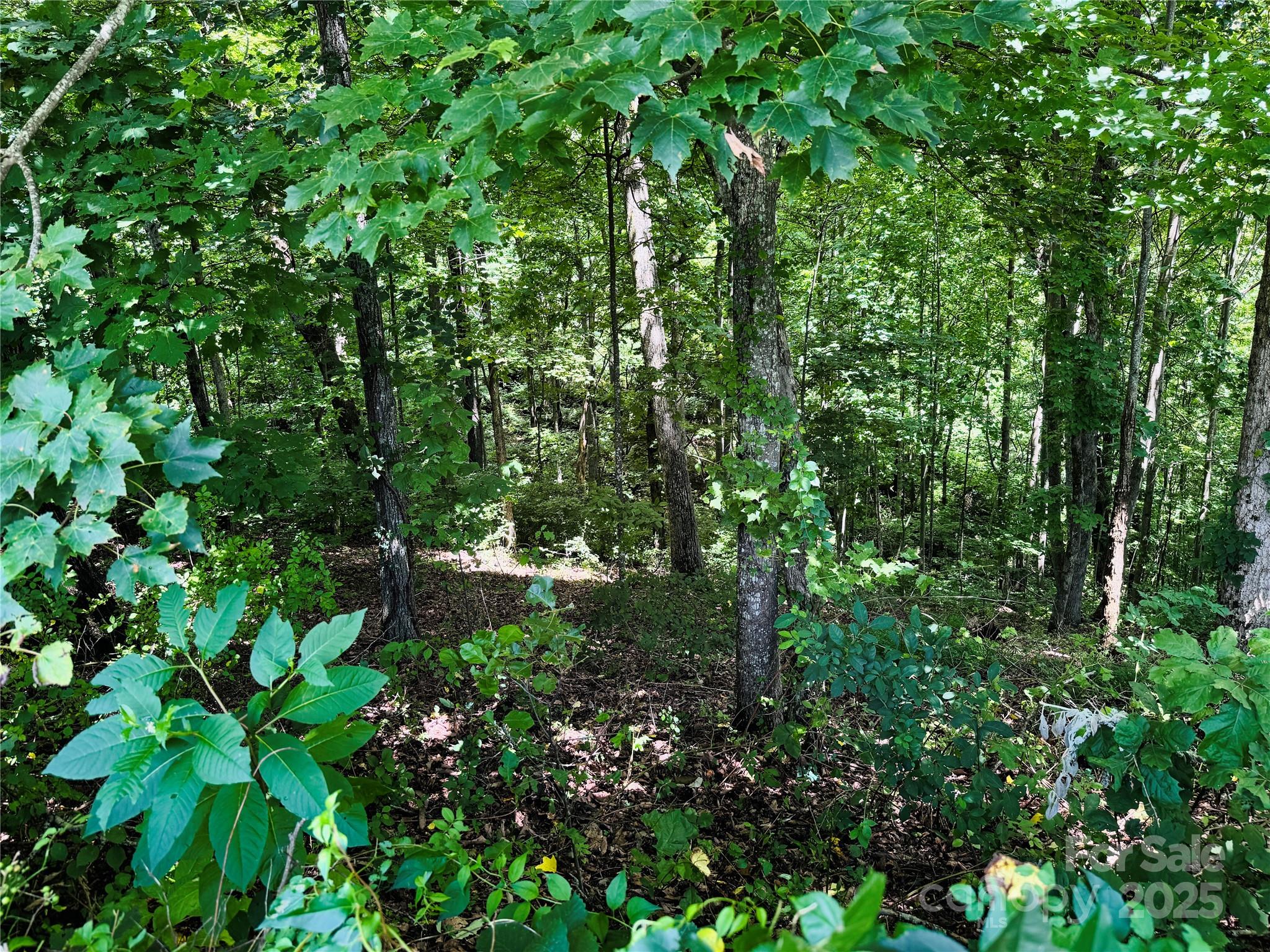 35 Ladys Fern Trail Property Photo 5