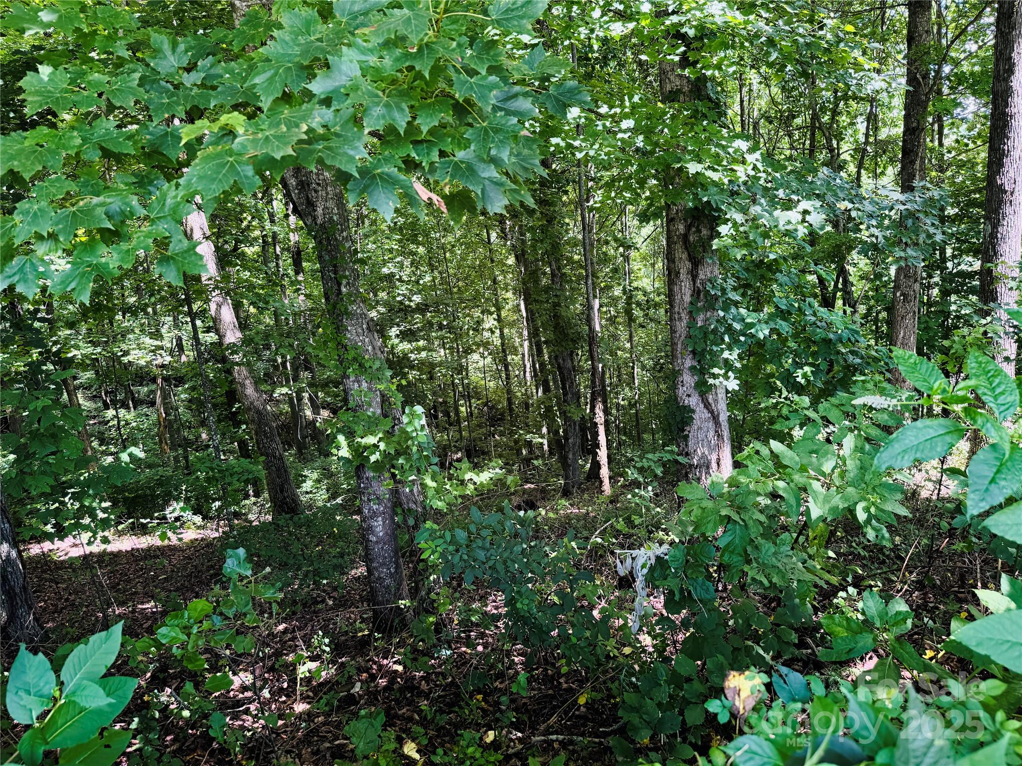 35 Ladys Fern Trail Property Photo 6