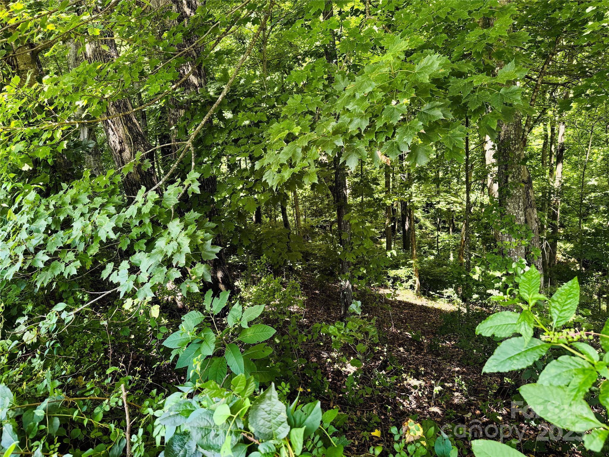 35 Ladys Fern Trail Property Photo 7