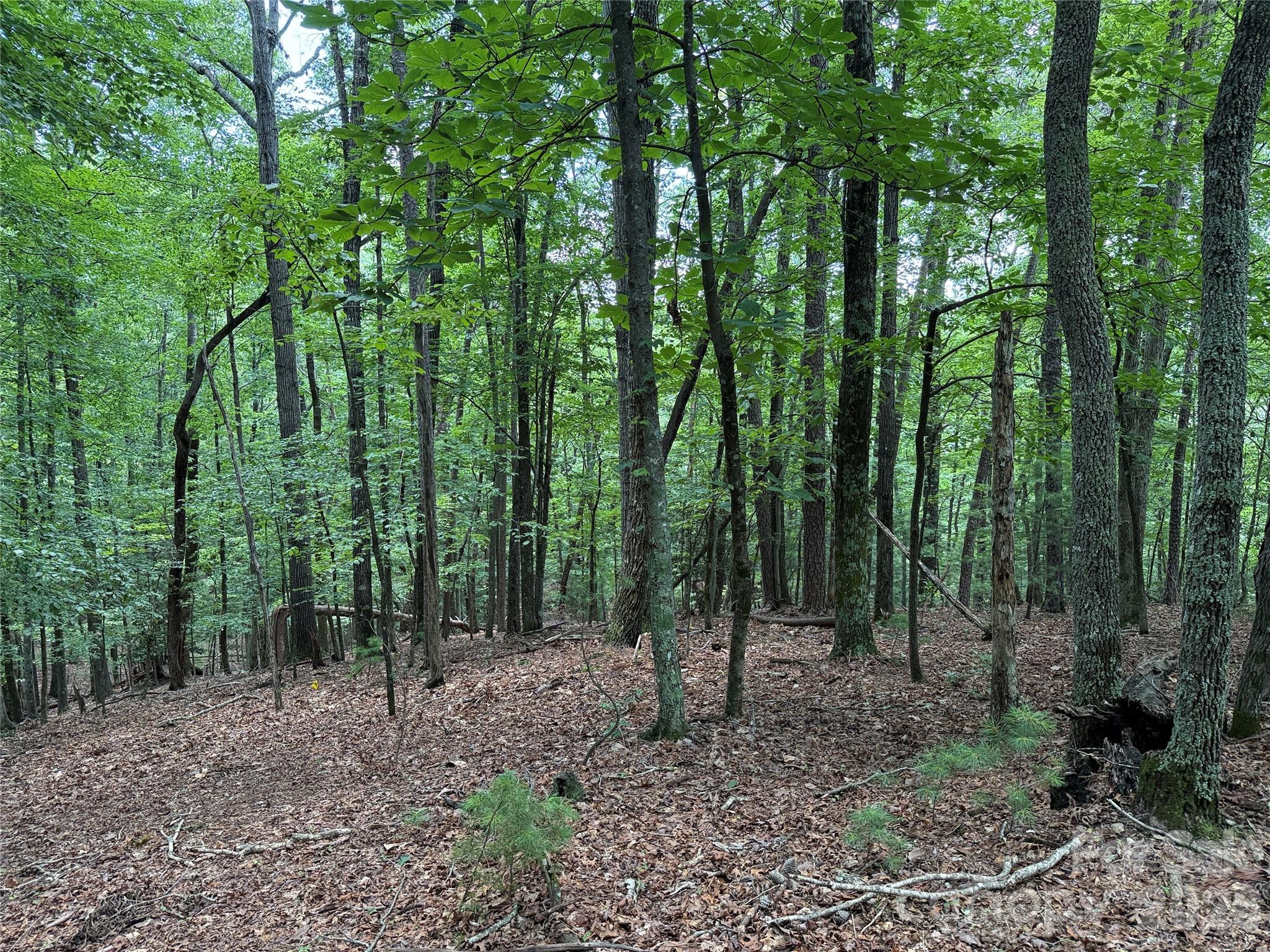 Tbd Pine Burr Drive 139 Property Photo 9