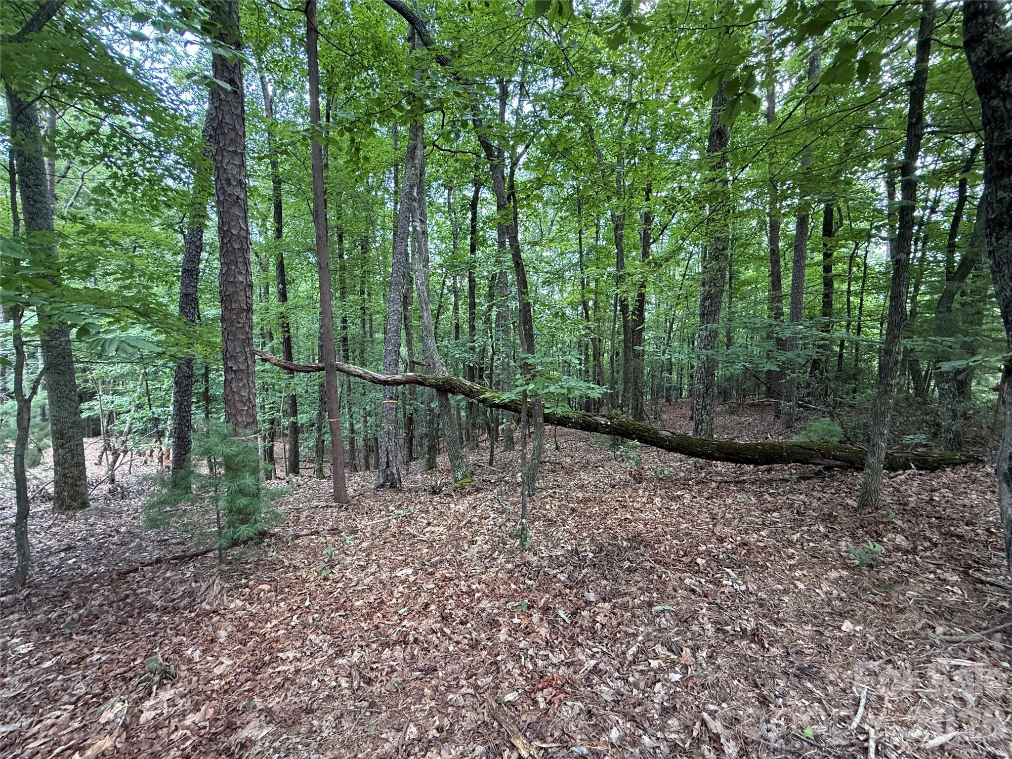 Tbd Pine Burr Drive 139 Property Photo 10