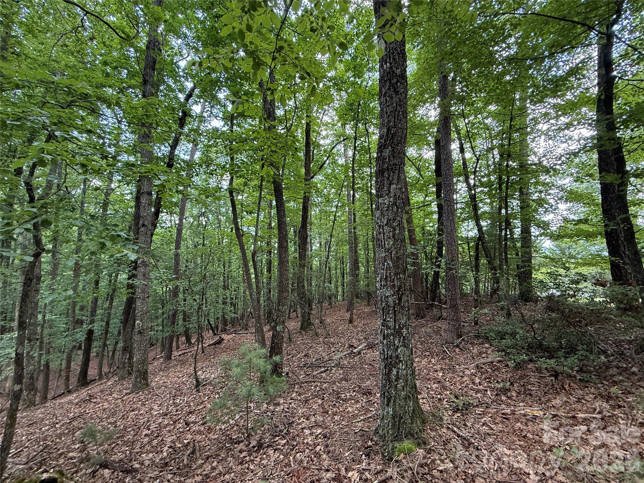 Tbd Pine Burr Drive 139 Property Photo 11