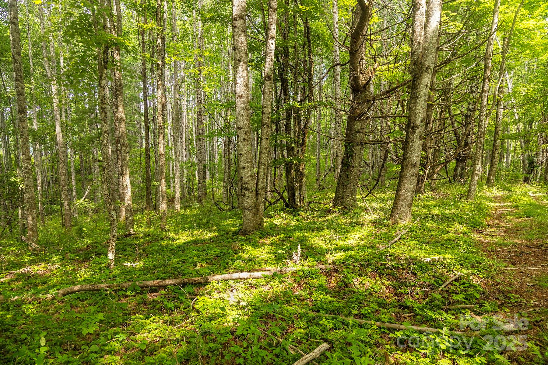 1710 Roaring Fork Road Property Photo 18