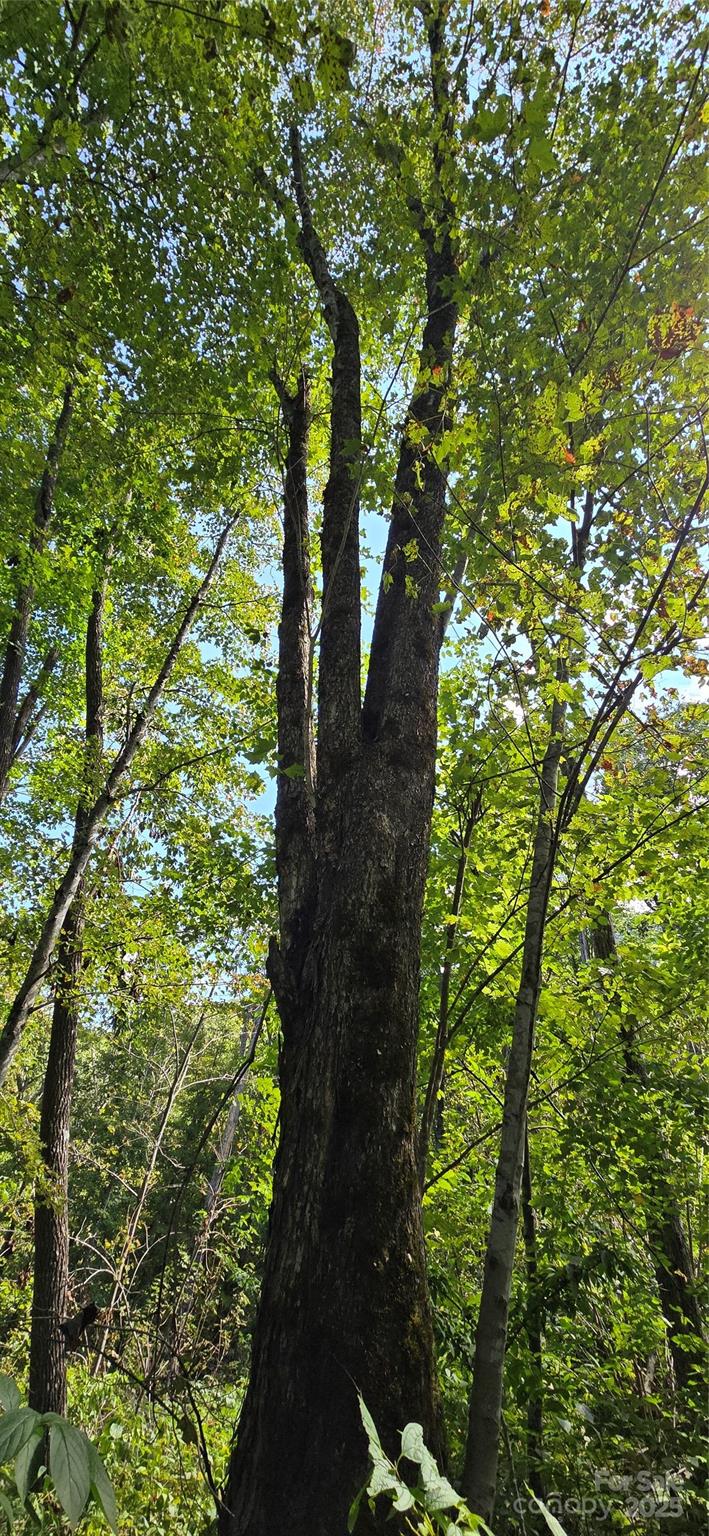 108 Tenderfoot Trail 108 & 109 Property Photo 1