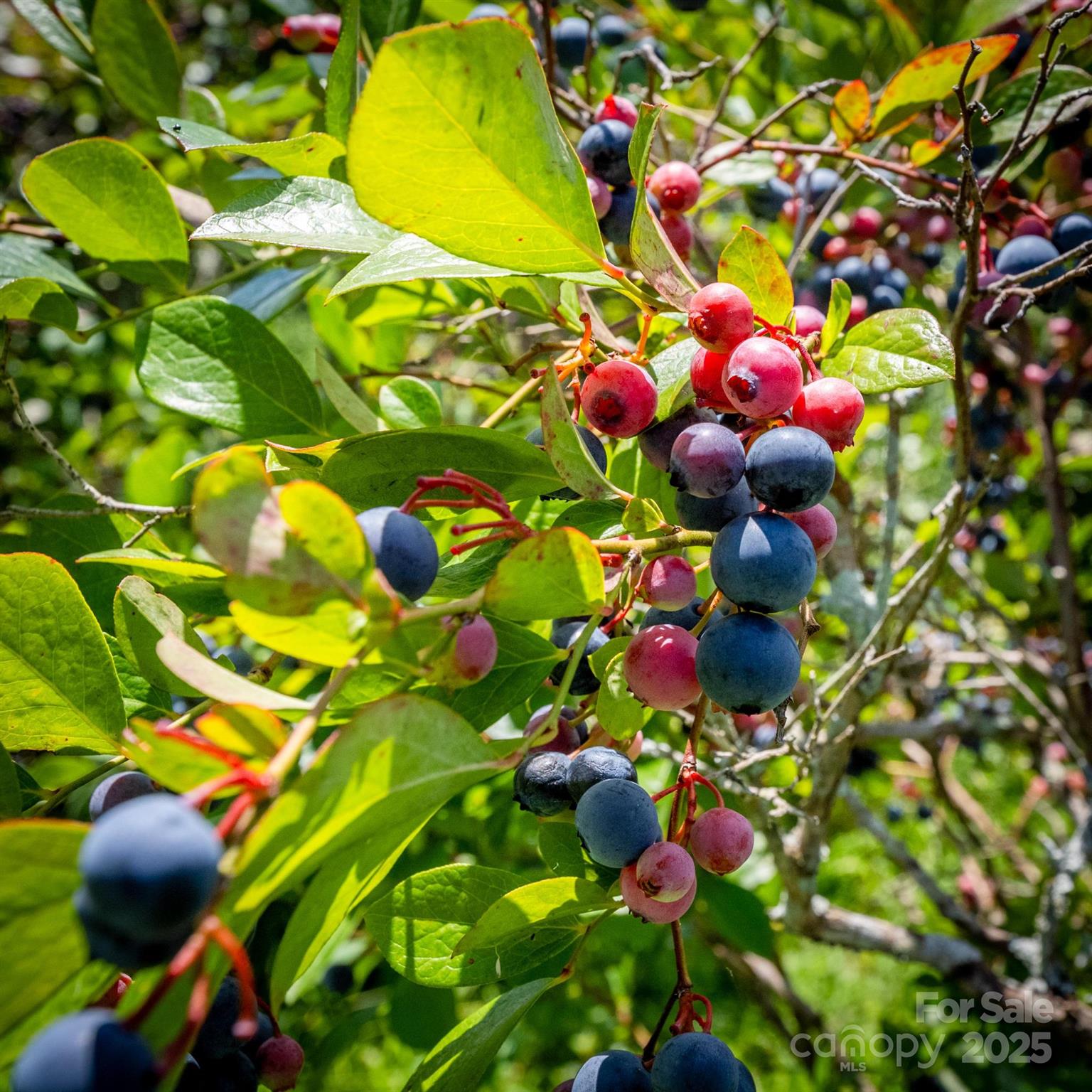 5486 Sherrills Ford Road Property Photo 30