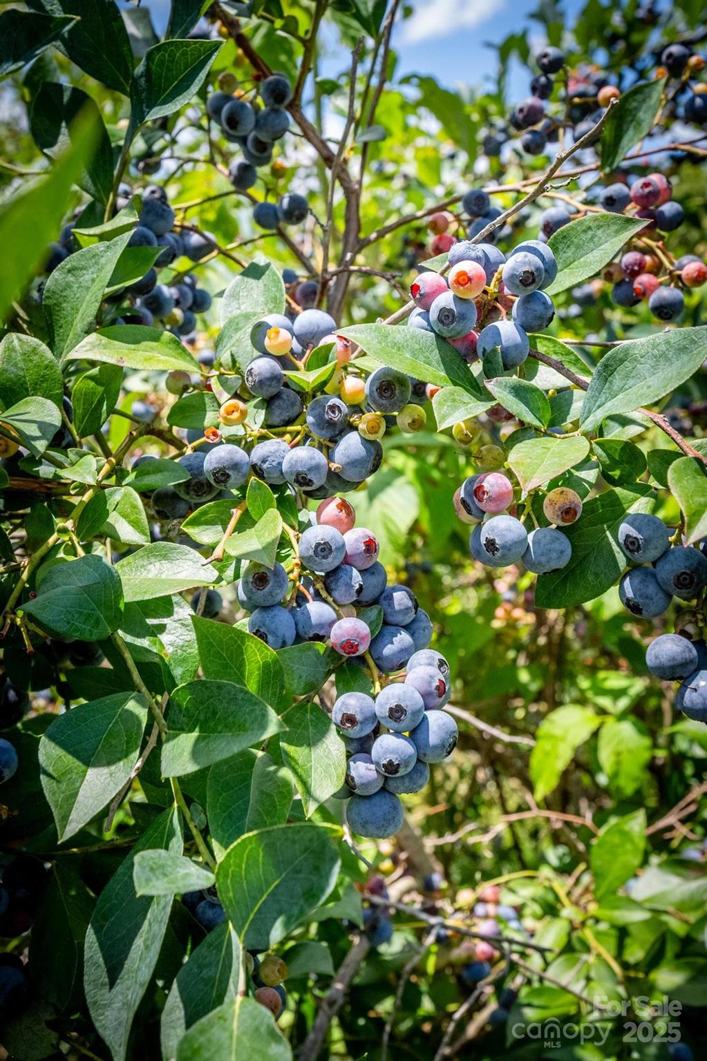 5486 Sherrills Ford Road Property Photo 31