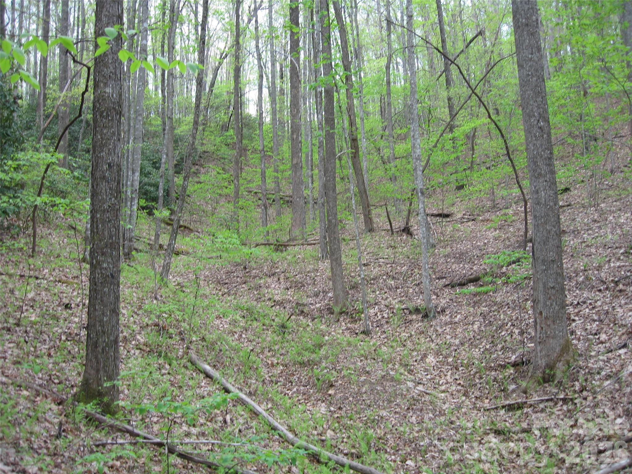 313 Line Runner Ridge Road Property Photo 5