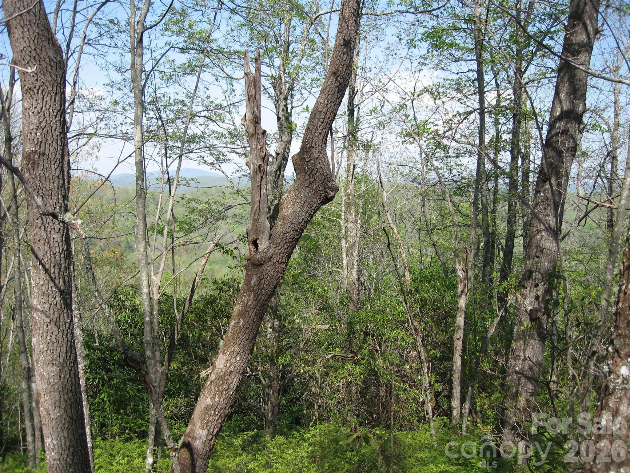 313 Line Runner Ridge Road Property Photo 6