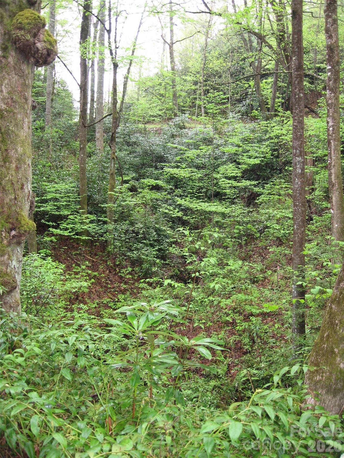 313 Line Runner Ridge Road Property Photo 12