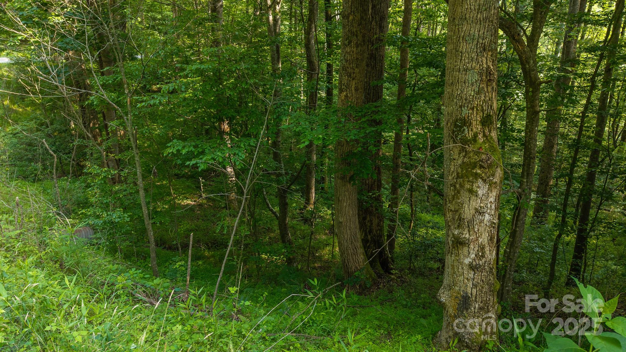 0 Brushy Mtn Road Property Photo 3