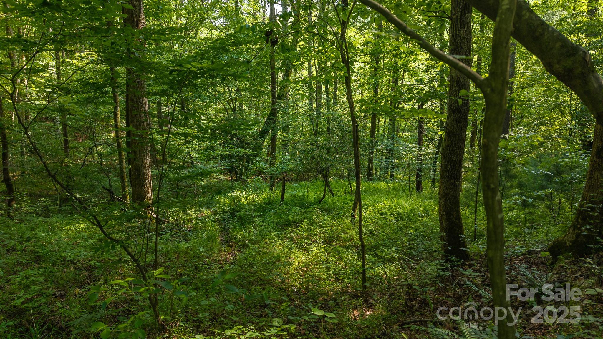 0 Brushy Mtn Road Property Photo 4