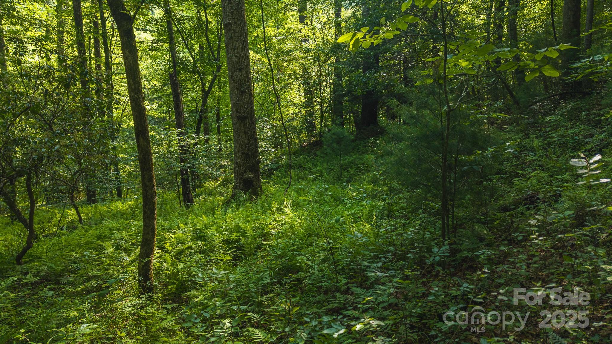 0 Brushy Mtn Road Property Photo 5