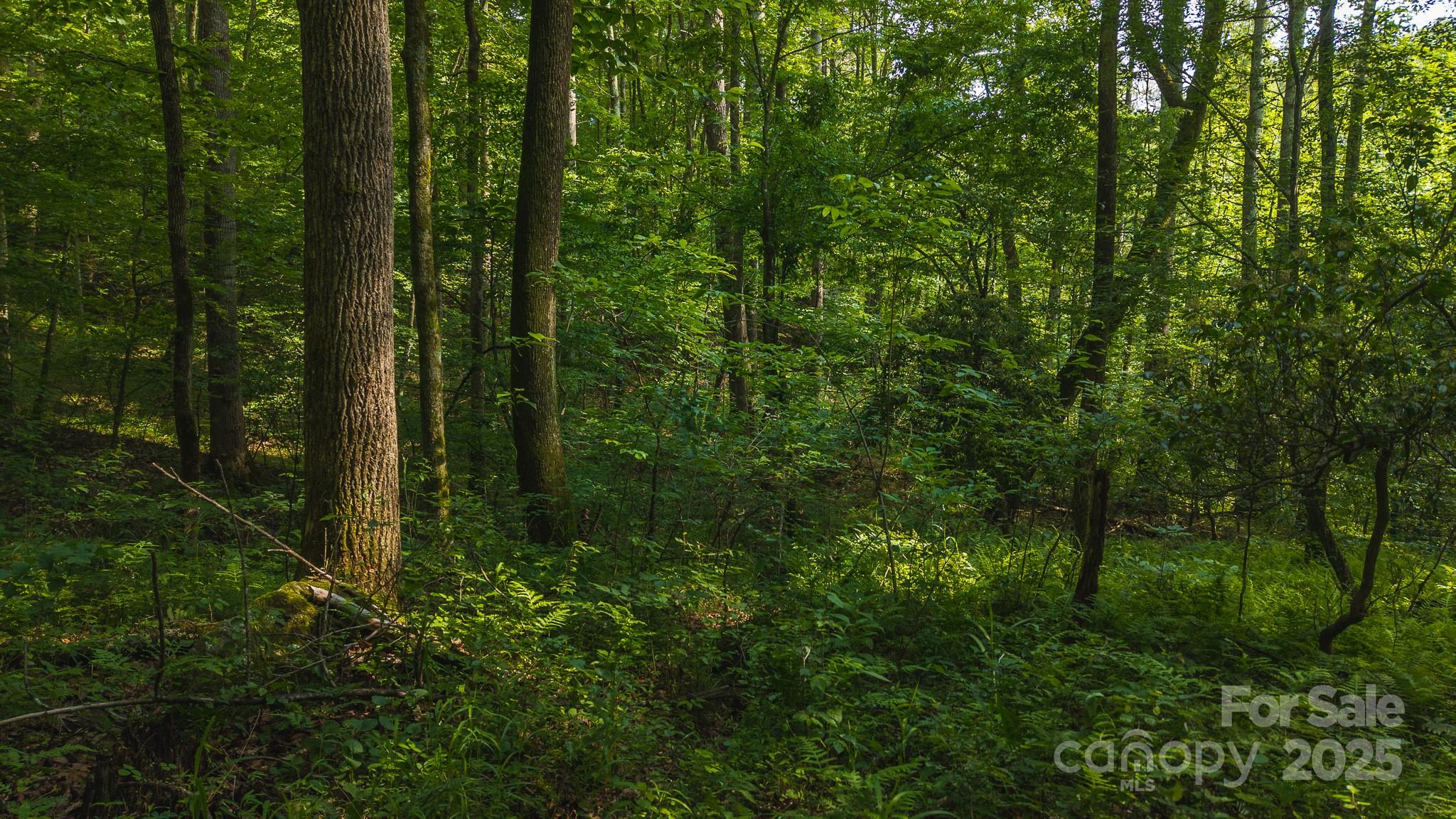 0 Brushy Mtn Road Property Photo 6