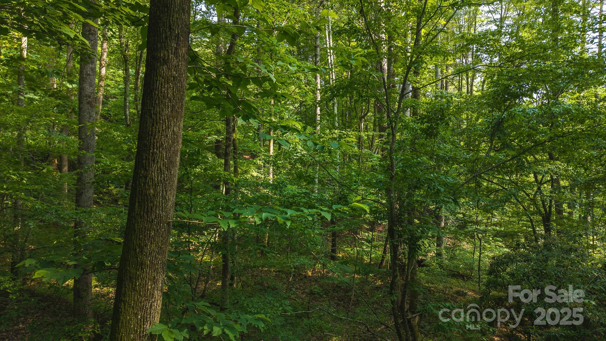 0 Brushy Mtn Road Property Photo 7