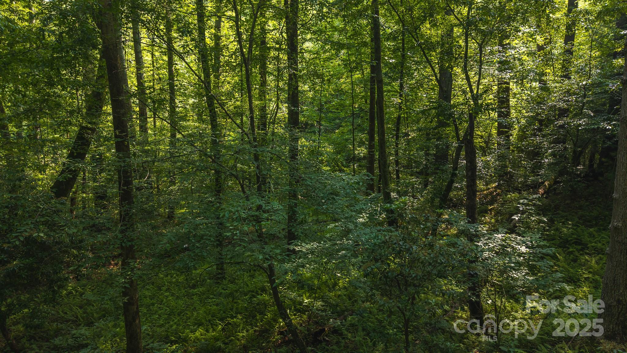 0 Brushy Mtn Road Property Photo 8