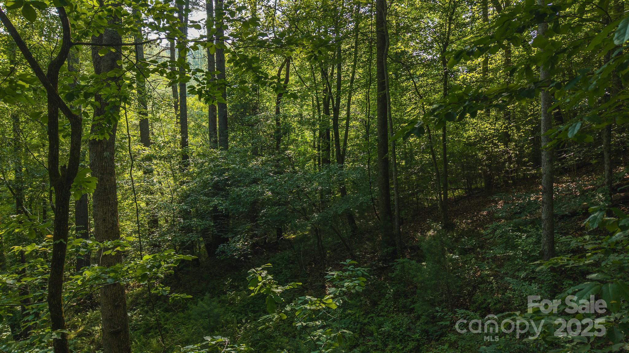 0 Brushy Mtn Road Property Photo 9