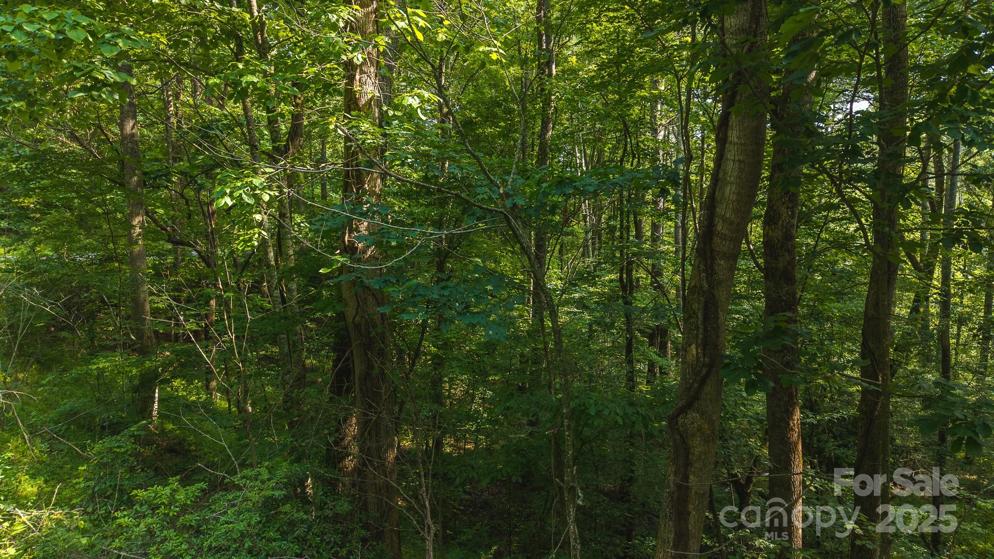 0 Brushy Mtn Road Property Photo 10