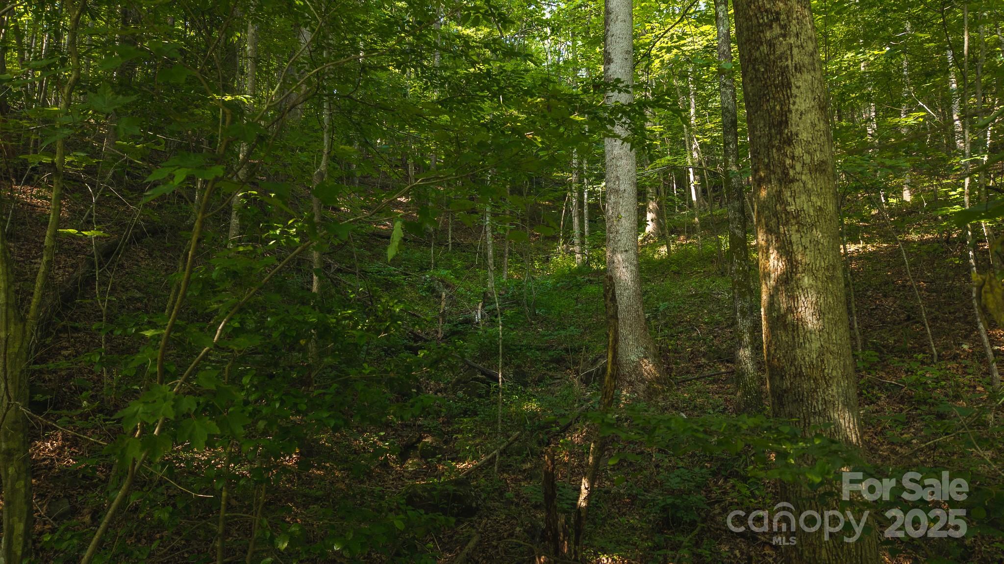 0 Brushy Mtn Road Property Photo 11