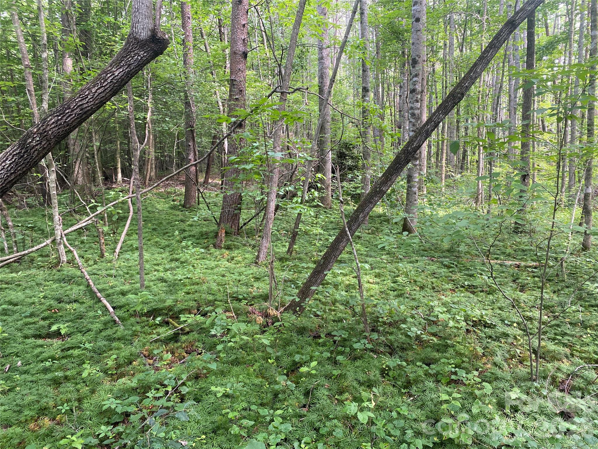 0 Camp Mccall Road Property Photo 27