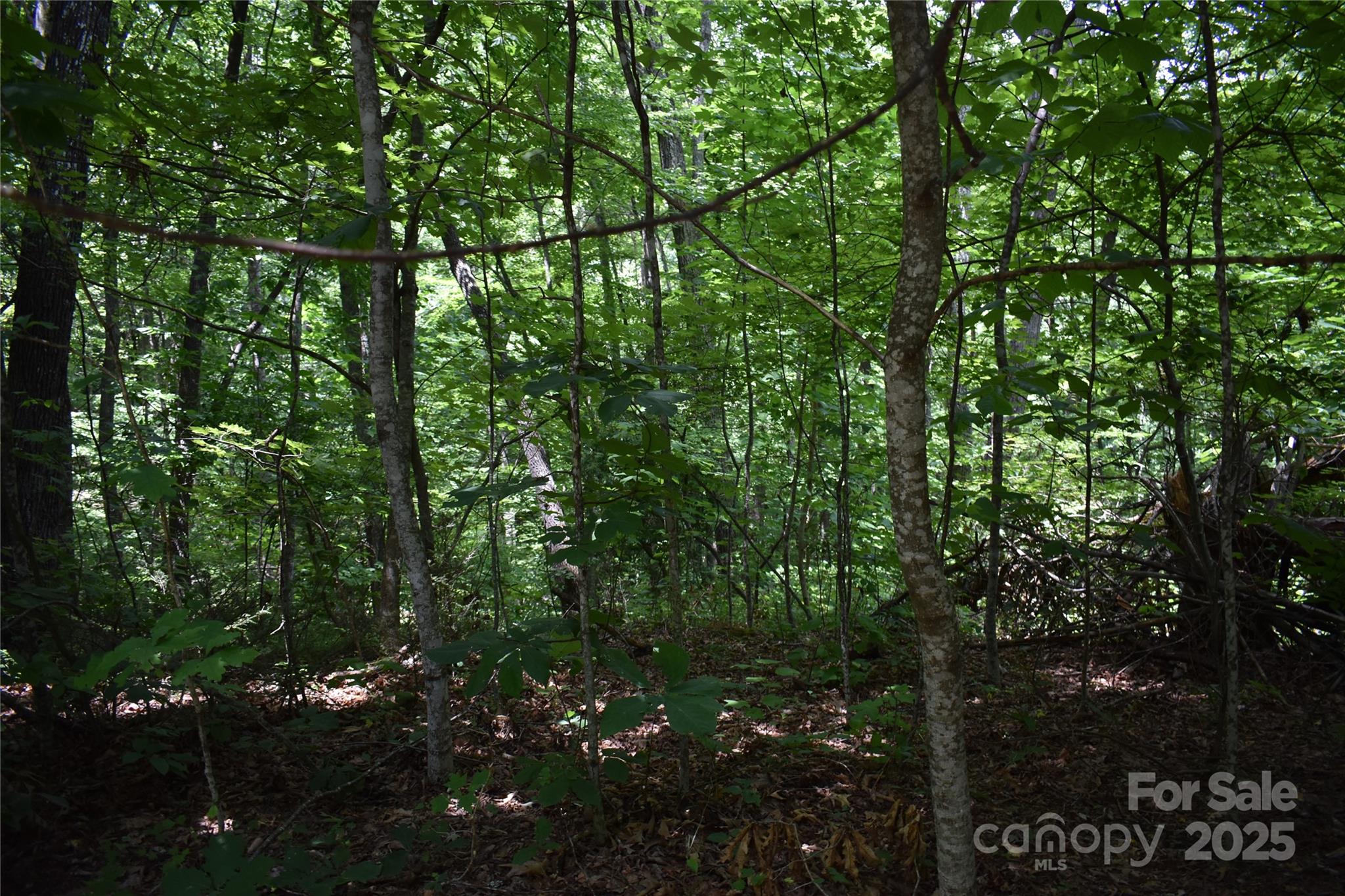 50 Firefly Springs Lane Property Photo 24