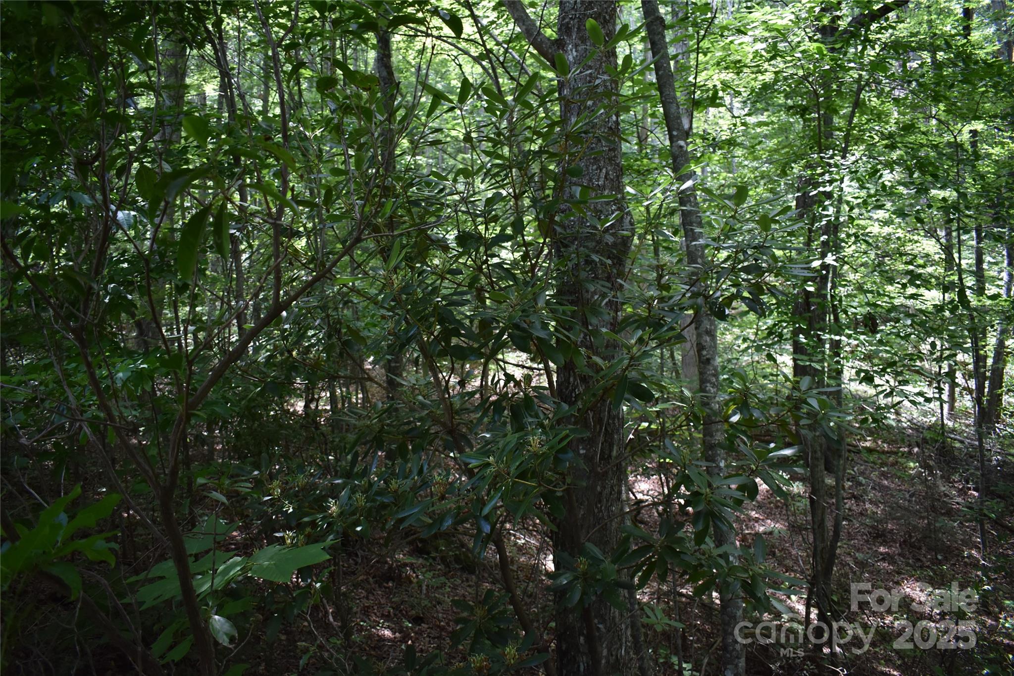50 Firefly Springs Lane Property Photo 26