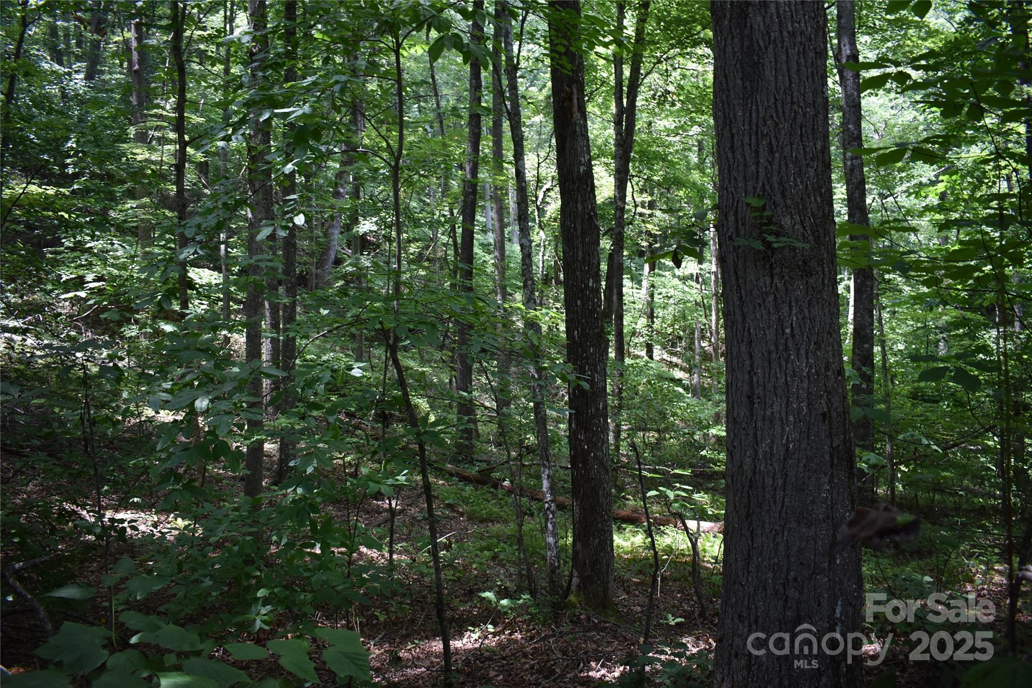 50 Firefly Springs Lane Property Photo 27