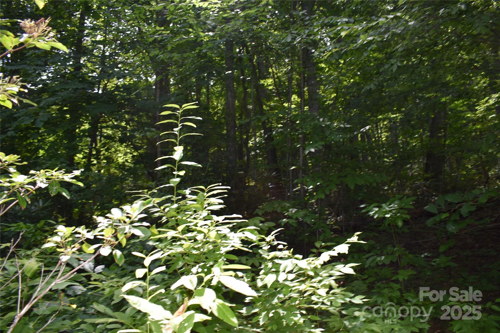 50 Firefly Springs Lane Property Photo 38