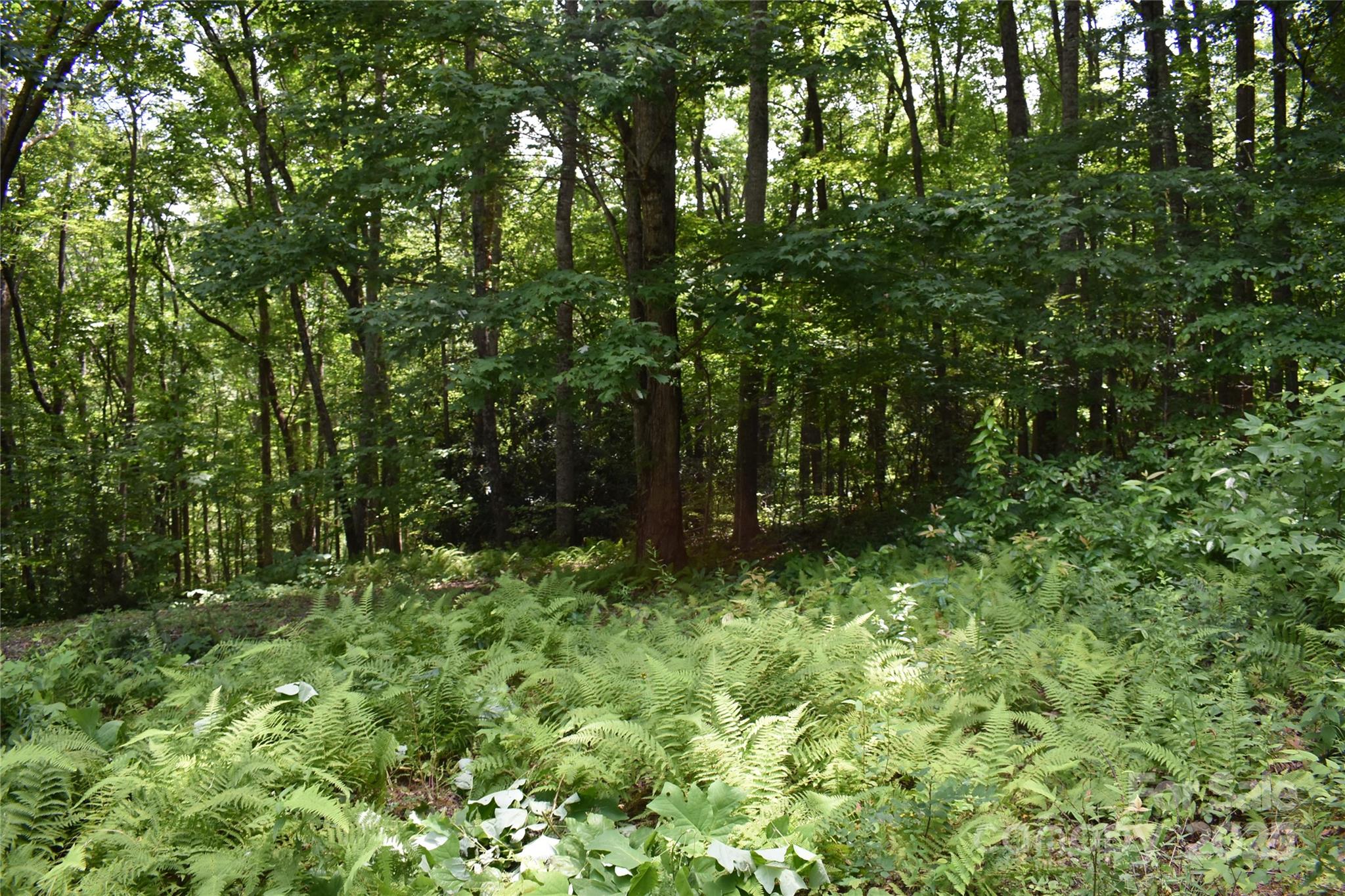 50 Firefly Springs Lane Property Photo 39