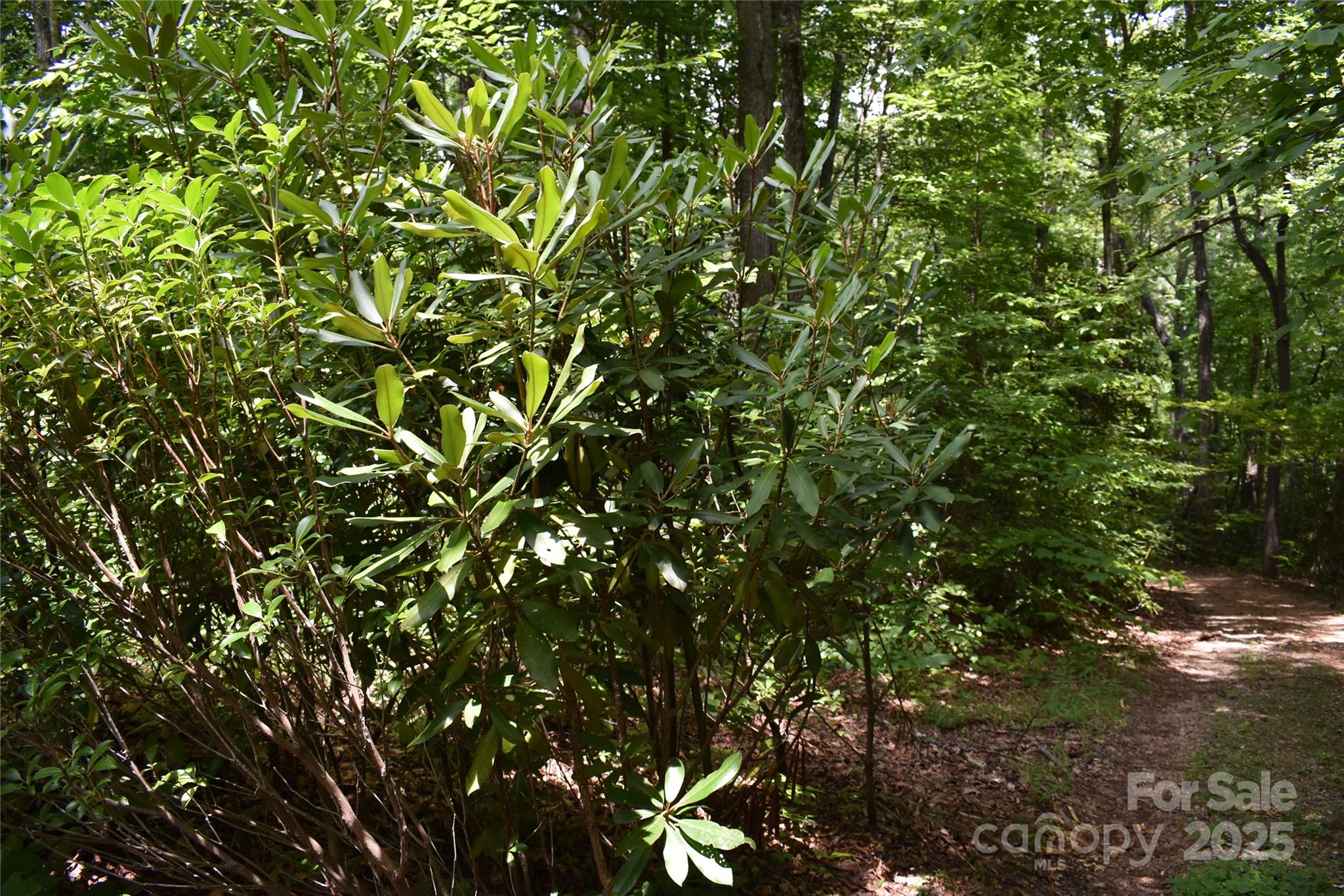 50 Firefly Springs Lane Property Photo 40