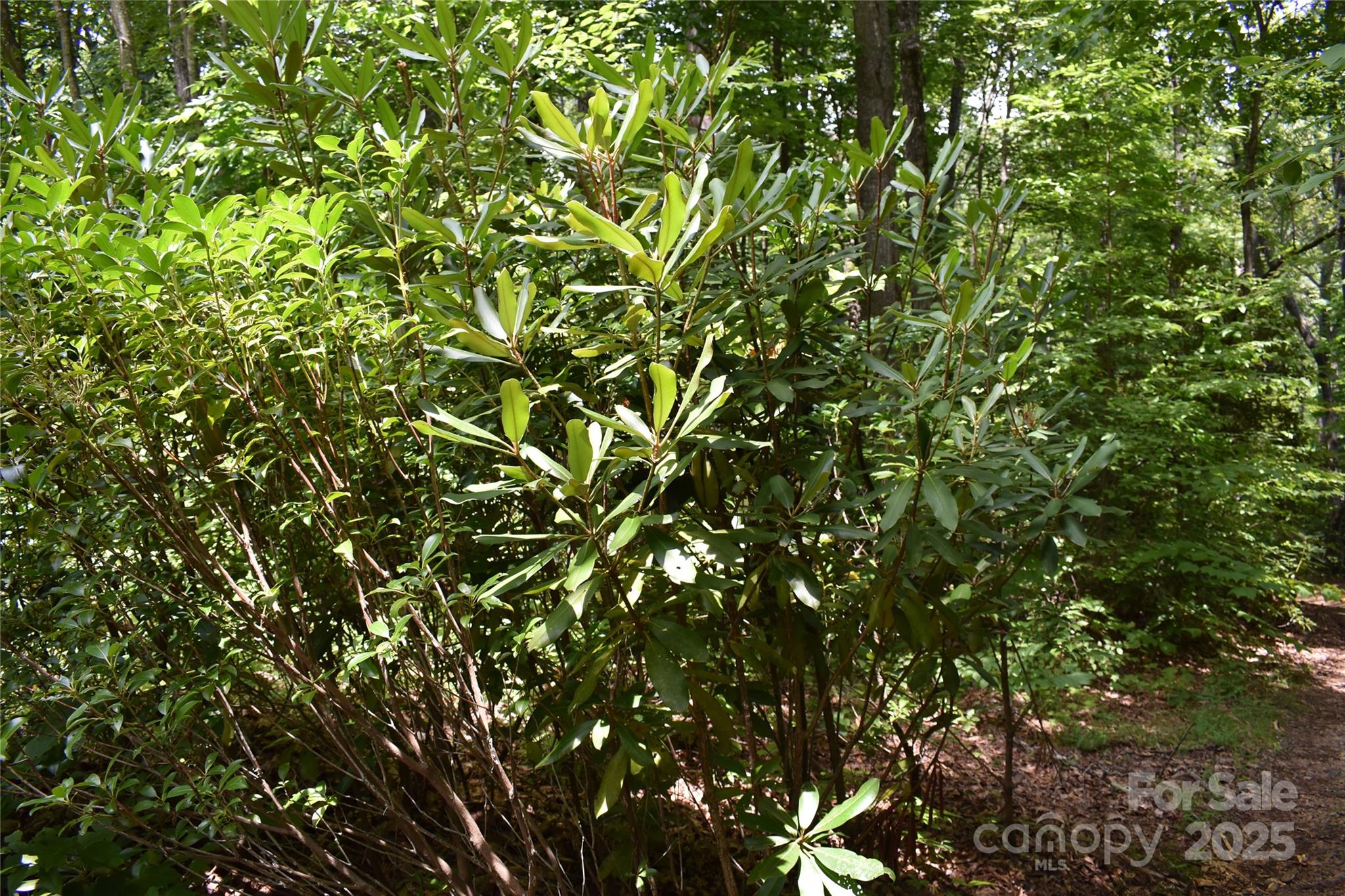 50 Firefly Springs Lane Property Photo 41