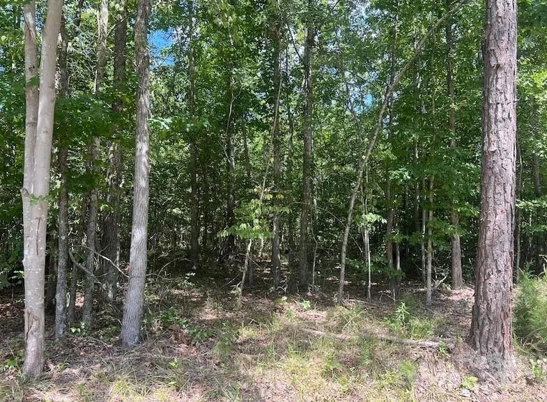 00 Blue Branch Road Tract C Property Photo 3