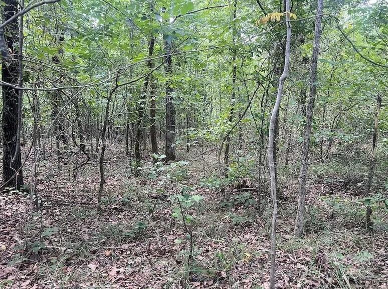 00 Blue Branch Road Tract C Property Photo 4