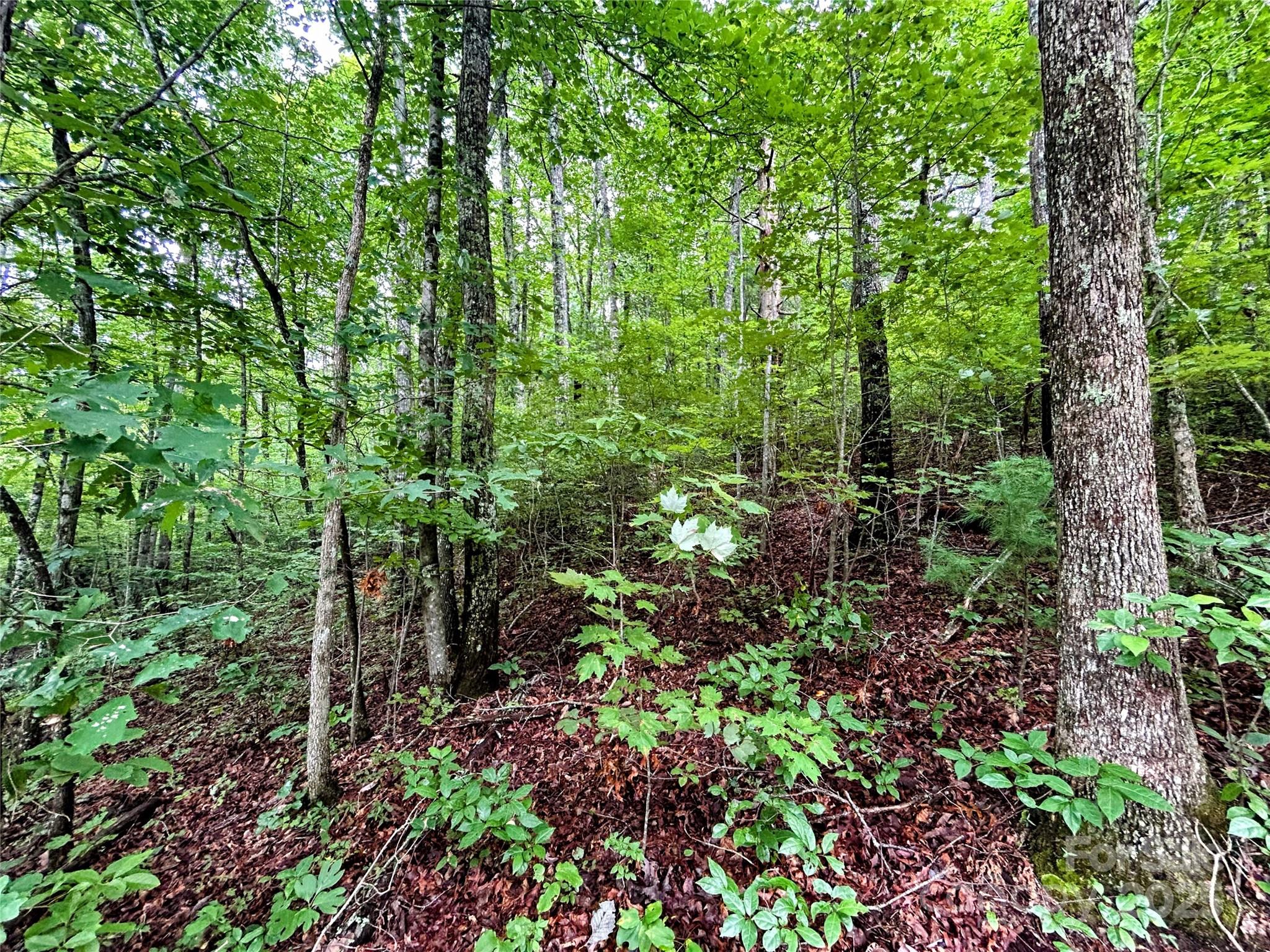 Lot 6 Azalea Way Property Photo 8
