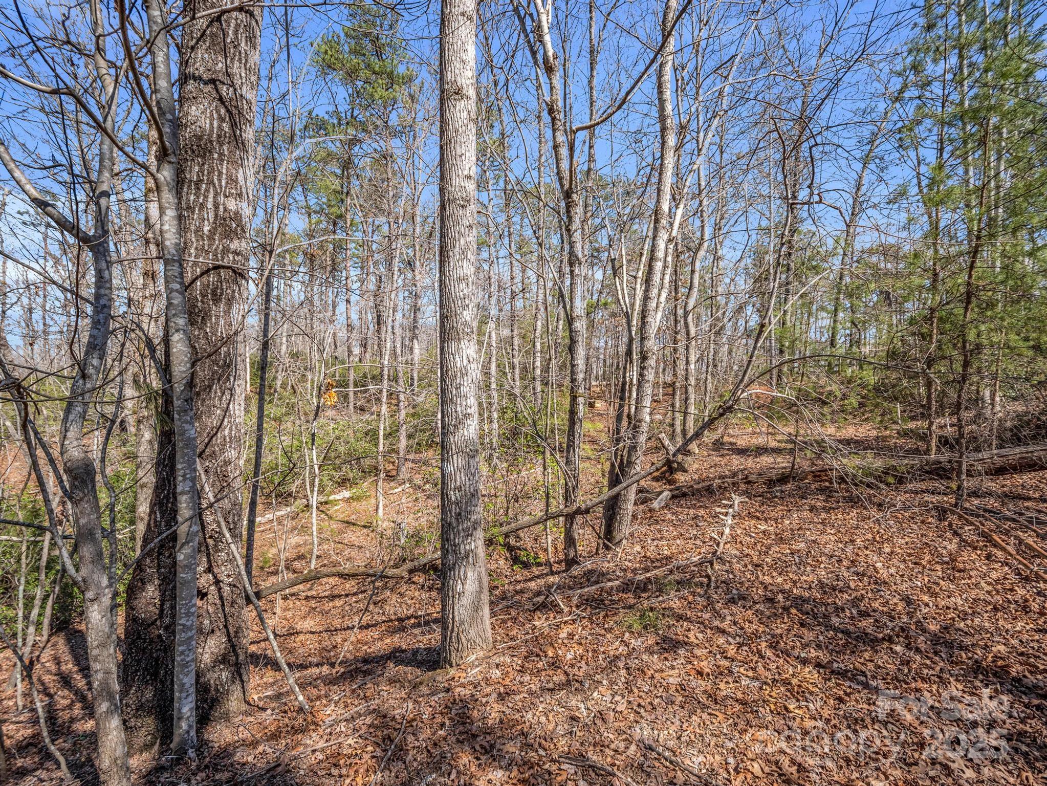 000 Forester Lane 21, 24, & 25 Property Photo 13