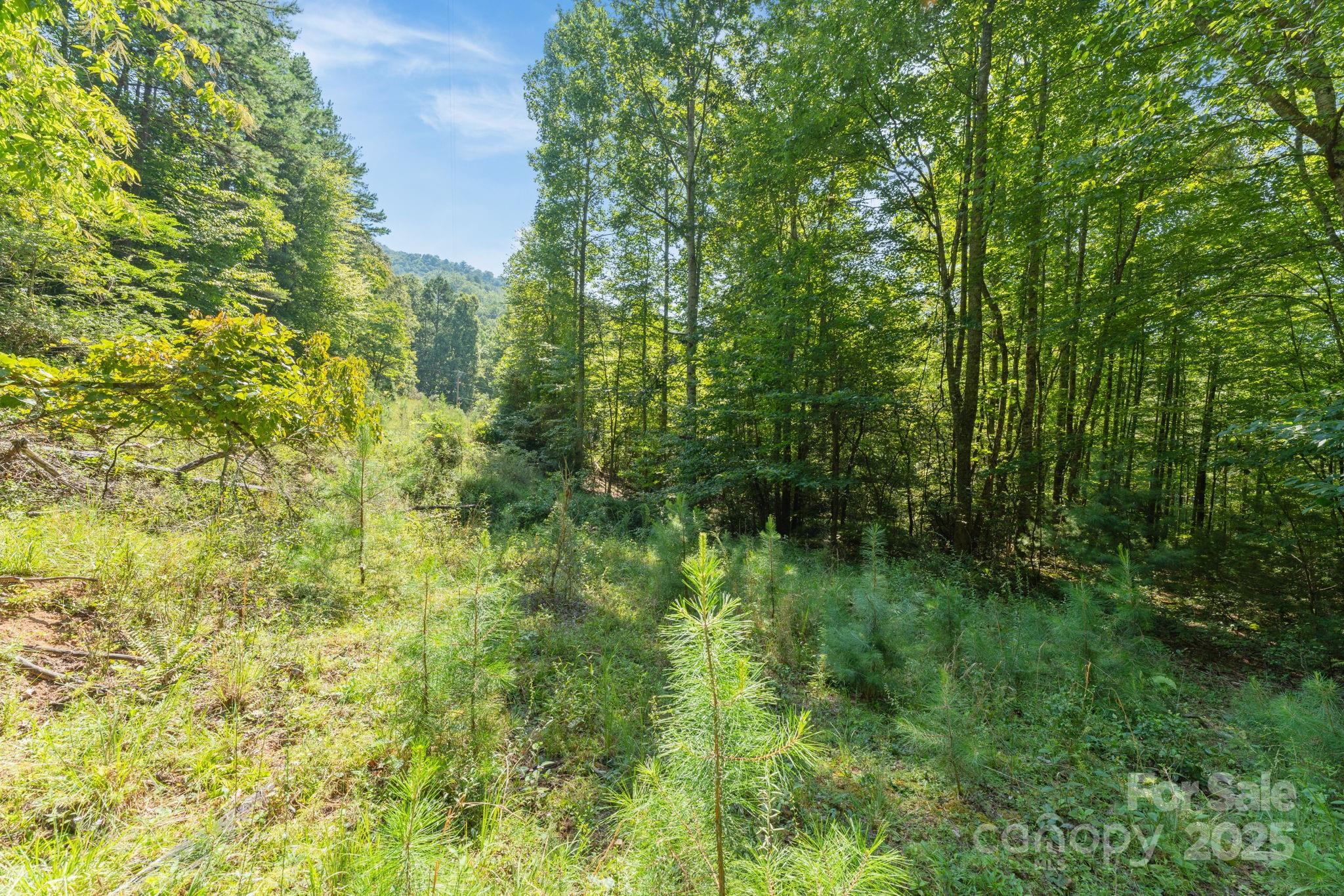 80 Breezewood Drive Property Photo 24