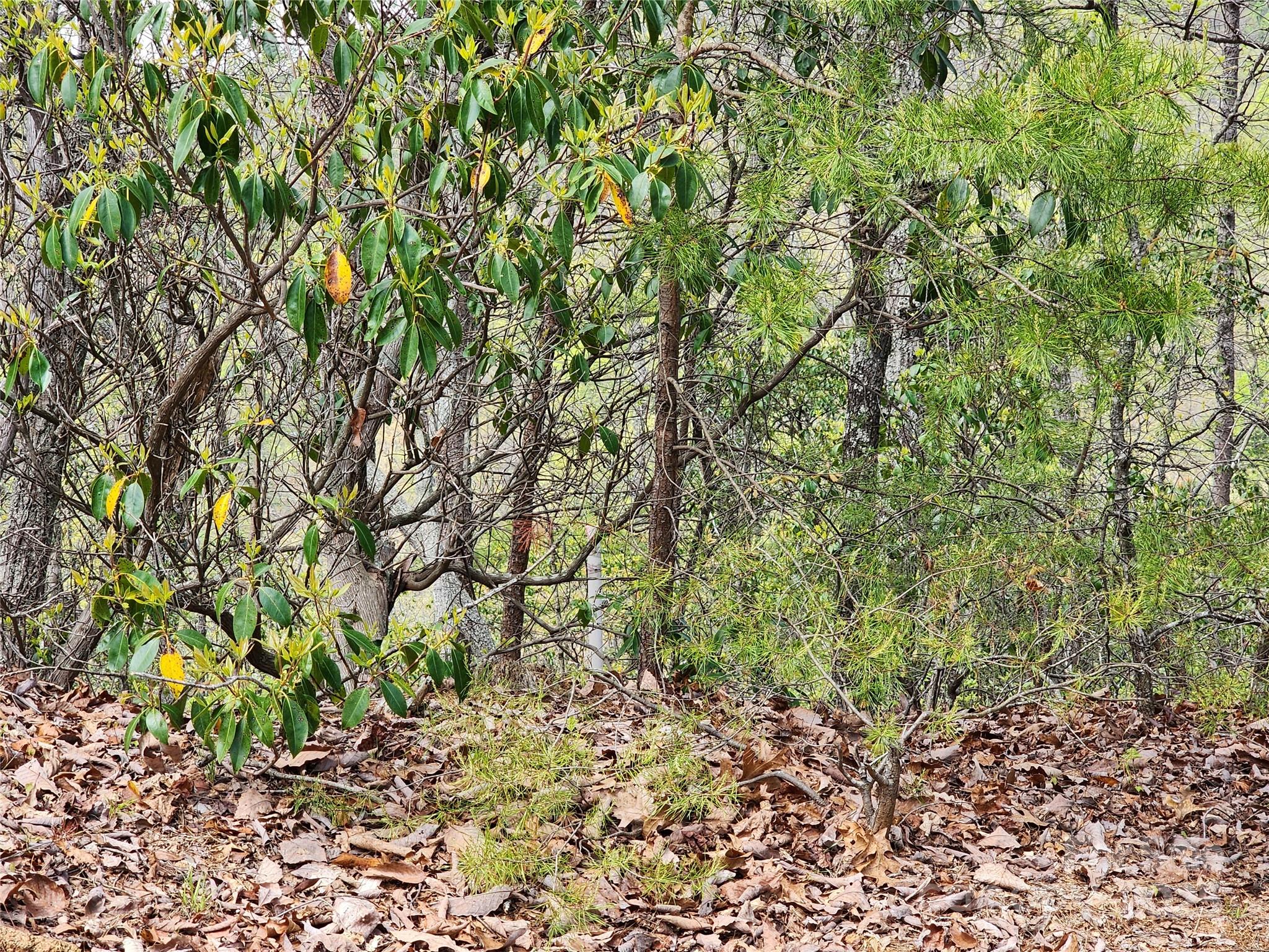 30 Mountain Lookout Drive Property Photo 19