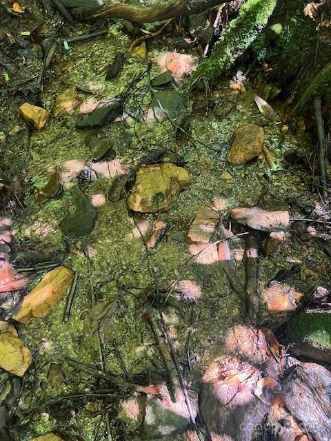 105 Starlight Lane Property Photo 14