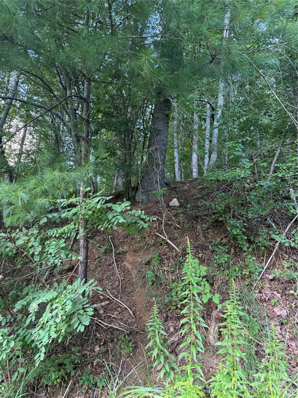 Tbd Grapevine Road Property Photo 4