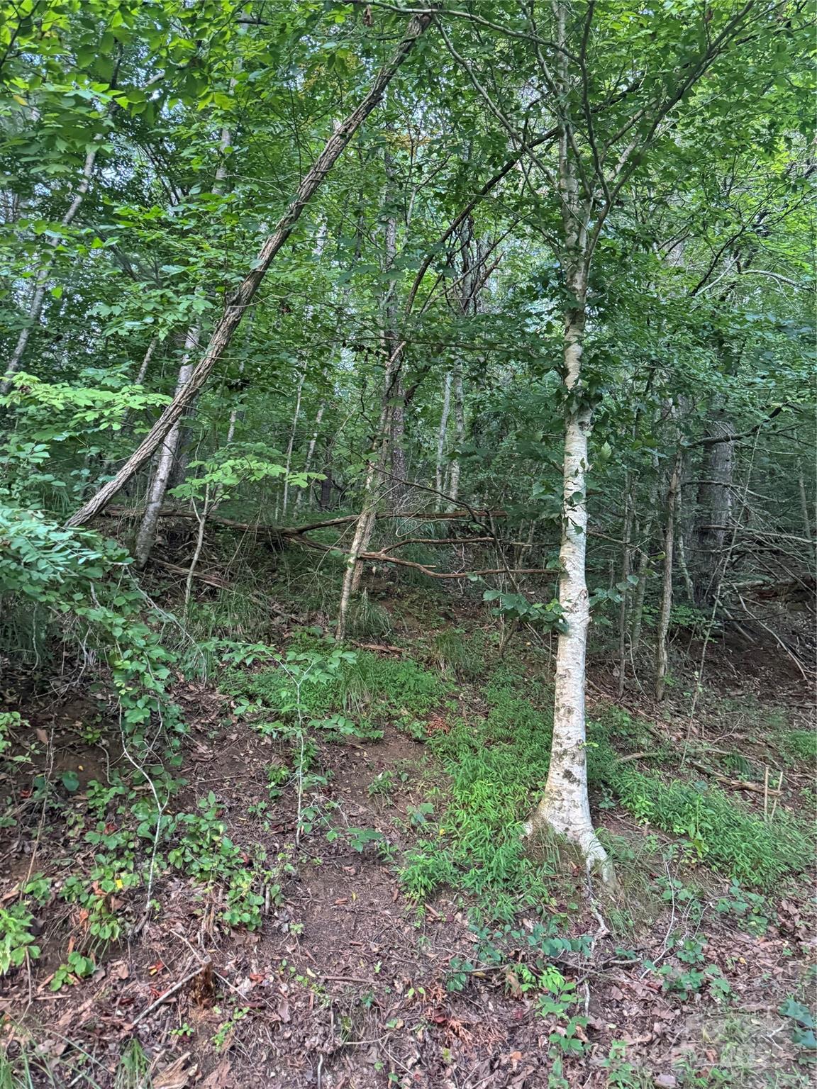 Tbd Grapevine Road Property Photo 7