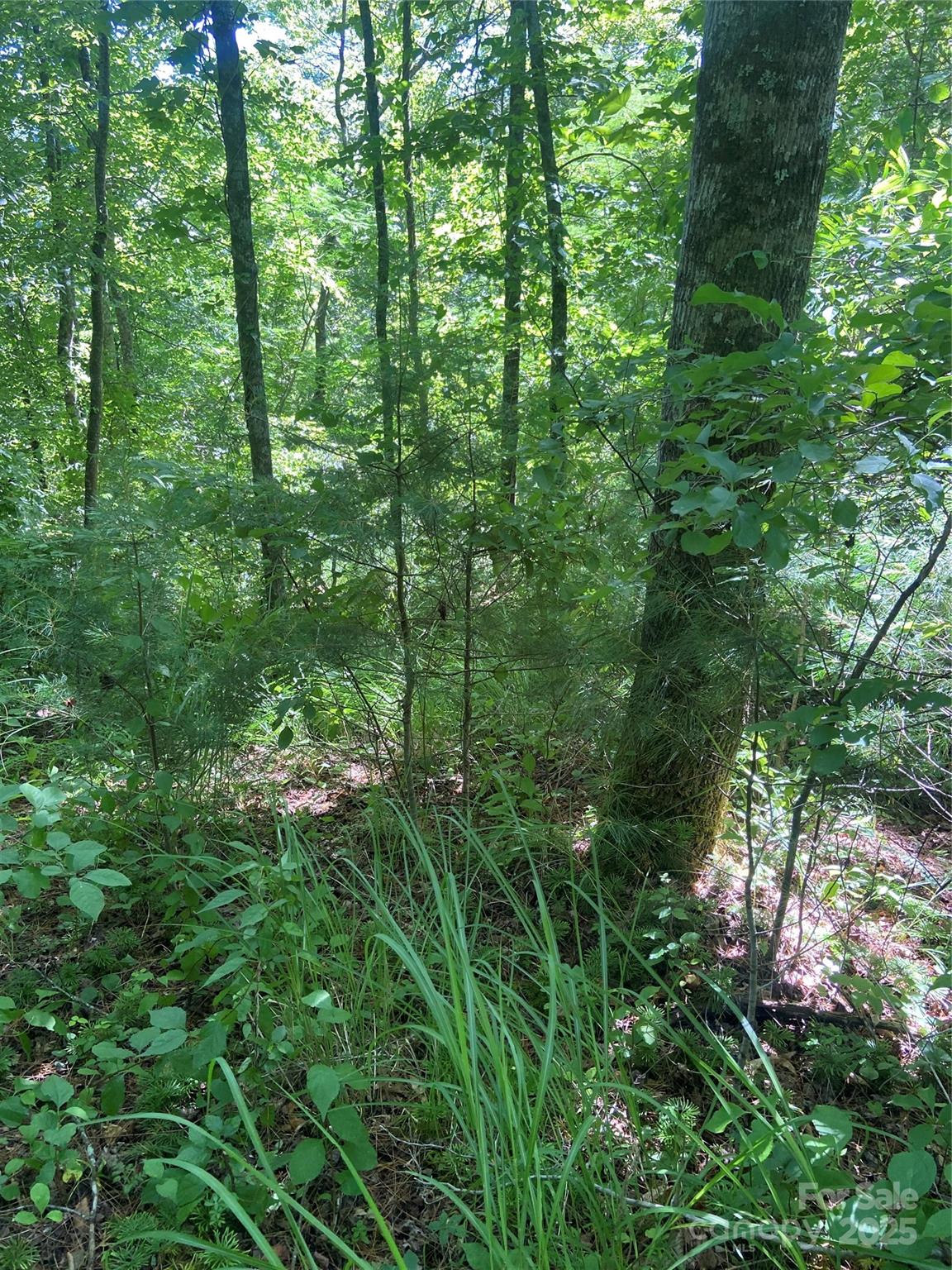 Tbd Grapevine Road Property Photo 13