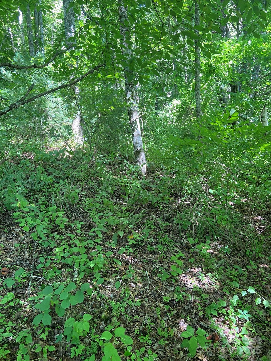 Tbd Grapevine Road Property Photo 17